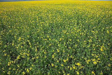 《UFO机器人古连泰沙：狼群盛宴》新实机视频展示